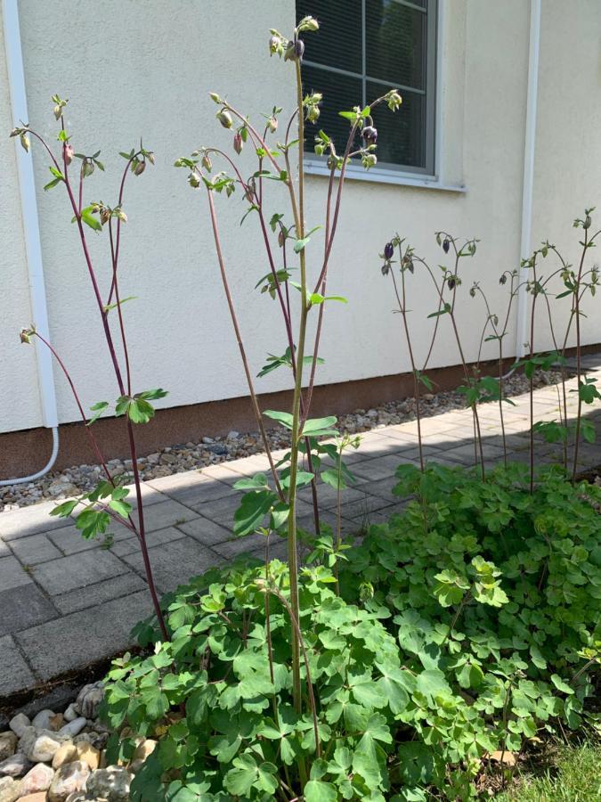 Studiovy Apartman V Zahrade Police nad Metují Екстериор снимка
